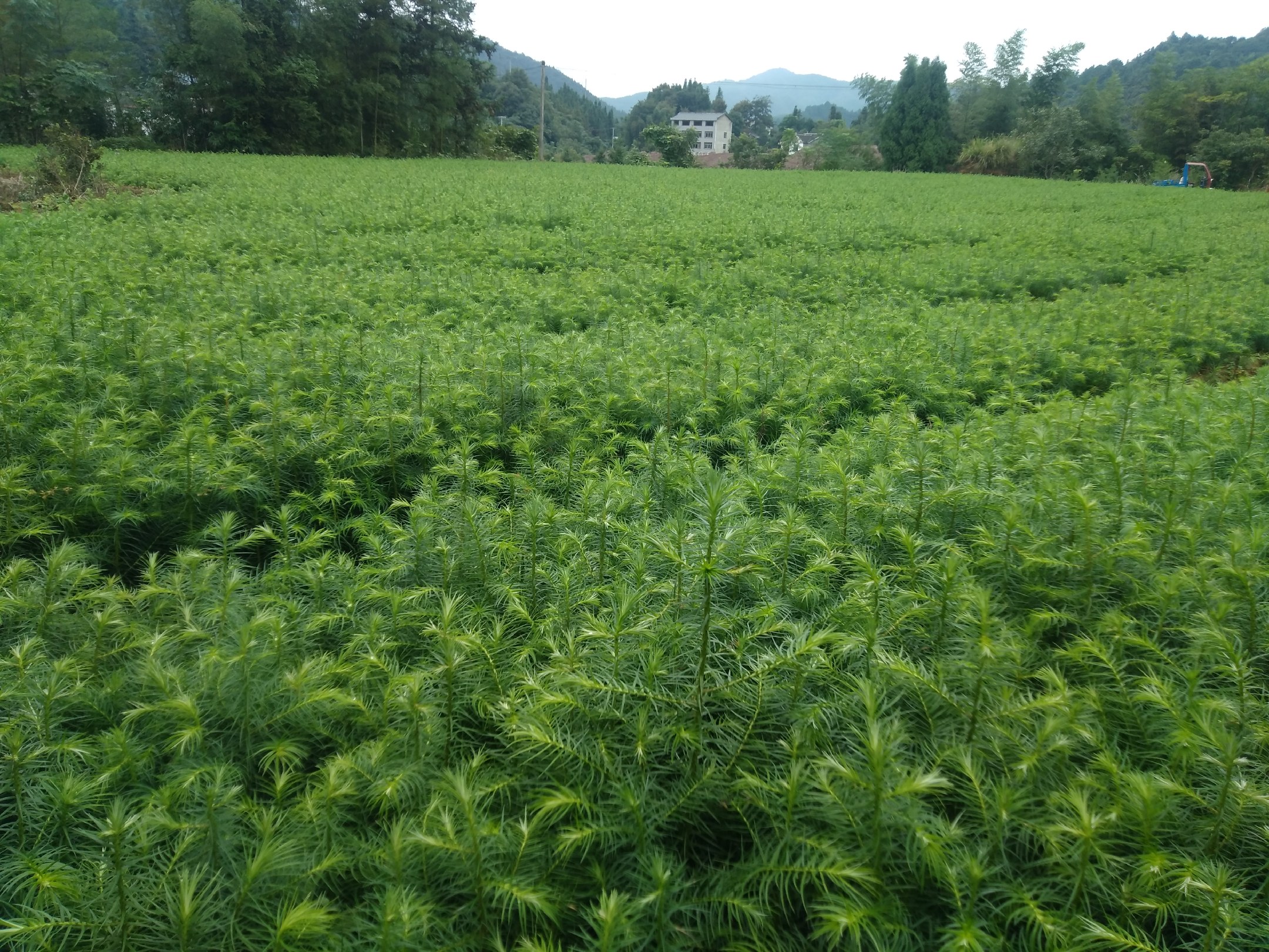 一亩田 | 杉树苗湖南怀化通道县0.35元/棵 | 刺杉木苗预售。欢迎欢
