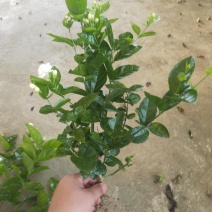 茉莉花茉莉花苗1元一棵基地直销