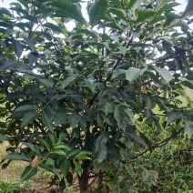 吴茱萸树，可做风景树，果实能做中药材。