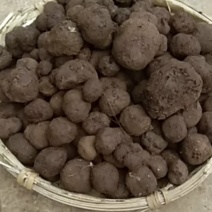 云南黑松露大自然的馈赠