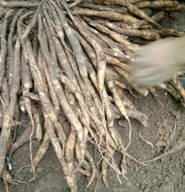 纯野生百部百条根百部草闹虱药药虱药