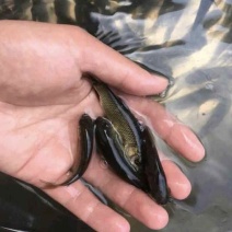 草鱼苗规格齐全抗病毒长势快基地直销送货上门