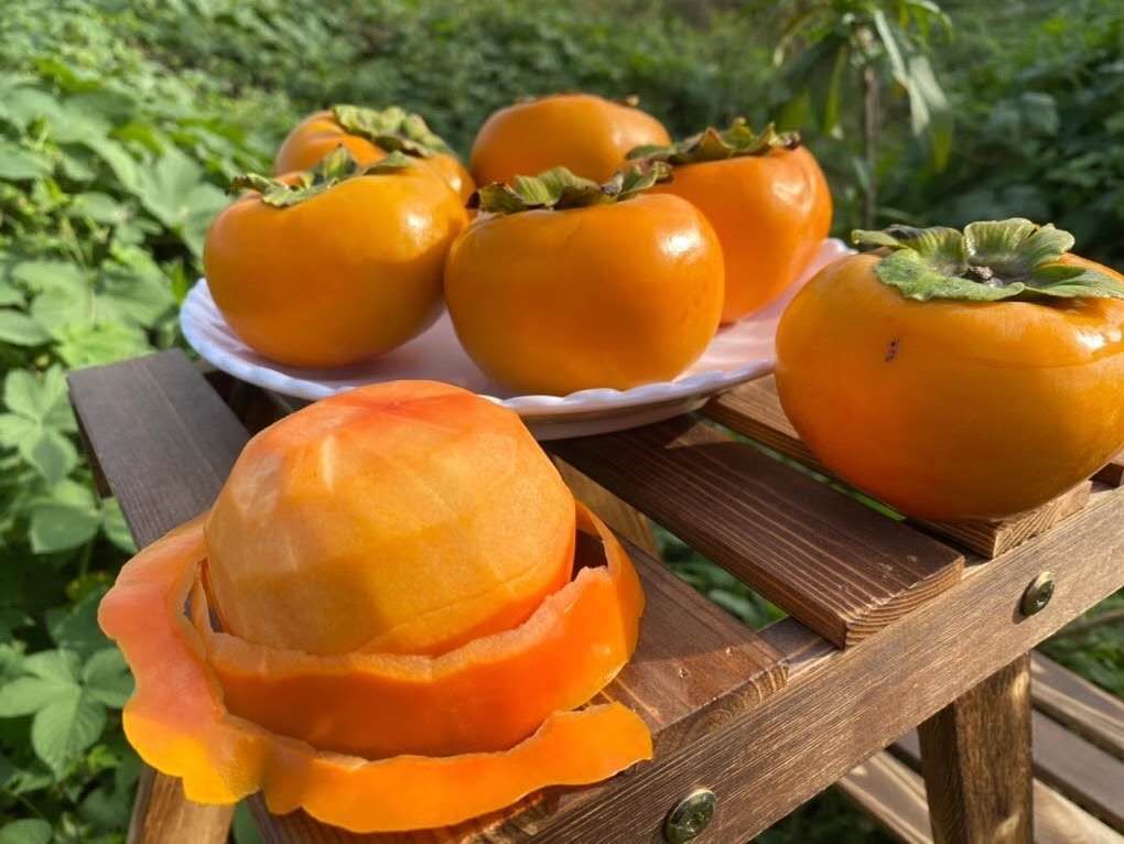 大秋甜柿果实特写