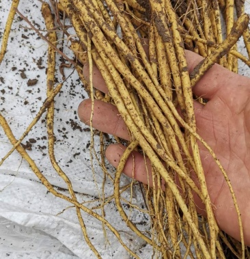 供应优质山东航天黄芩苗黄芩苗育苗基地直供