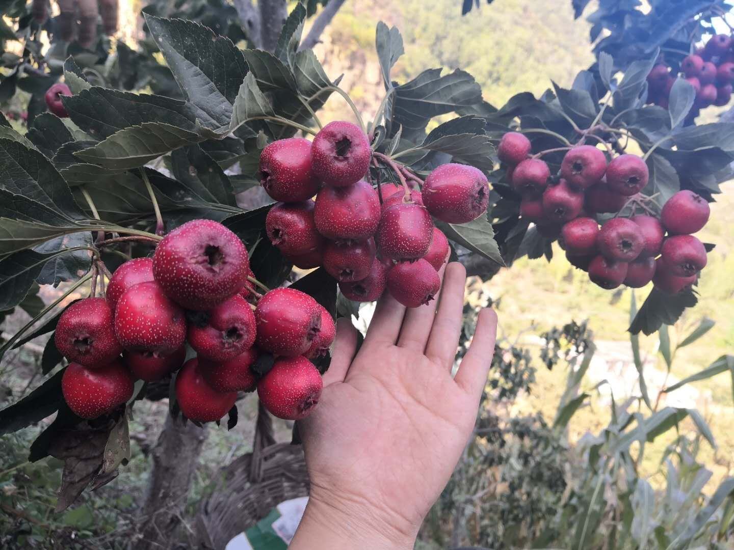 歪把红山楂鲜果特写：枝头挂果饱满，果皮鲜红光亮，果肩圆润，果柄向左下方自然倾斜约30度，表面覆薄层灰白果粉，背景为沂蒙丘陵梯田果园