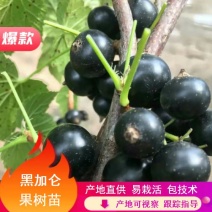 黑加仑苗黑加仑黑醋栗苗黑加仑种苗黑加仑种植