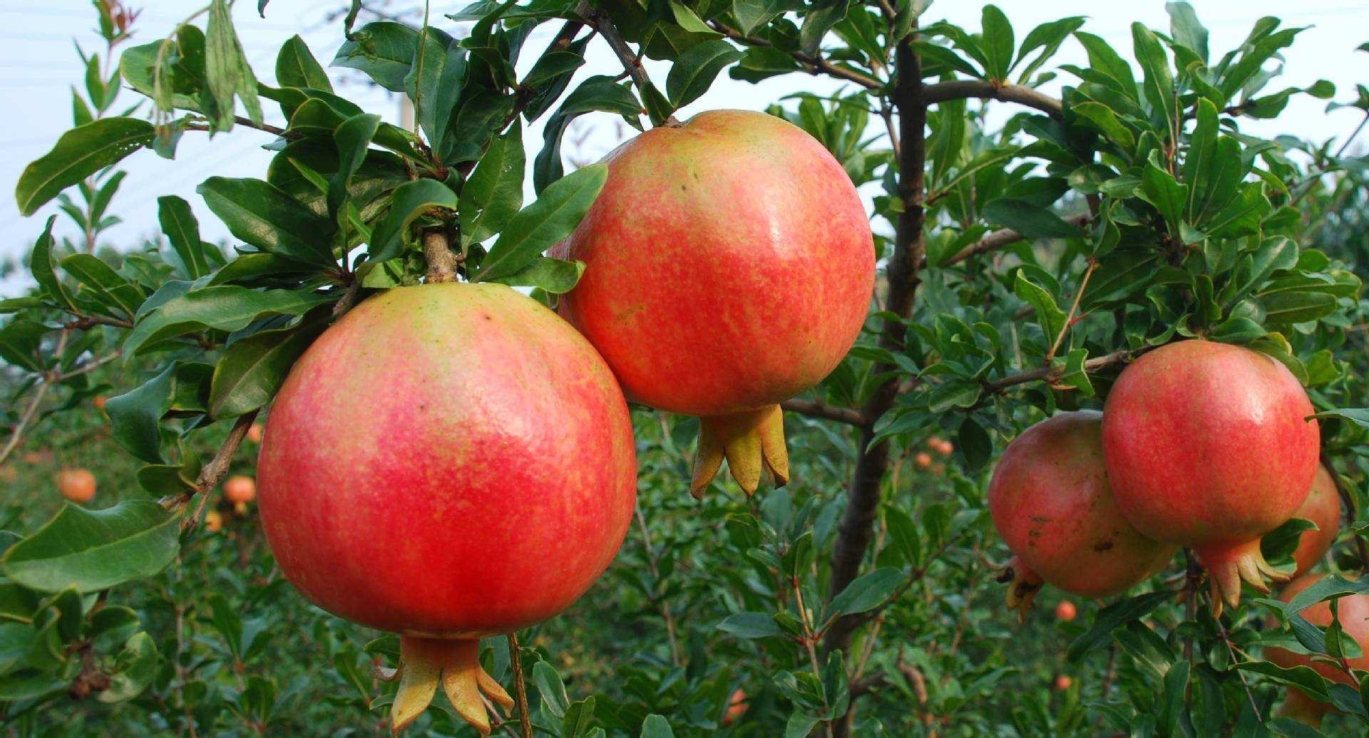 田间技术指导实景:农业技术员手持一株正品软籽石榴嫁接苗(左)与一株劣质实生苗(右)进行对比教学;左侧苗茎干粗壮、芽体圆润、根系洁白;右侧苗细弱发黄、顶芽萎缩、主根断裂处发褐;背景为果农围观点评,手持放大镜观察接口愈合情况,体现‘看苗识真伪’的实用鉴别要点 农户手持两株对比苗进行现场辨识