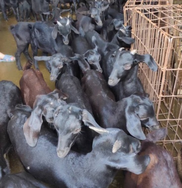 放养川中黑山羊(阉公)