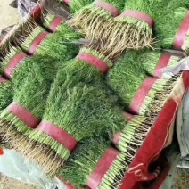 精品茴香，量大，，，