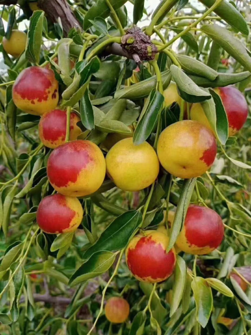 山东滨州沾化区鲜枣 5