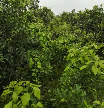 柑橘苗四川爱媛38号