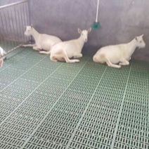 专业生产加厚羊用双筋羊床漏粪板，羊食槽，羊水碗，
