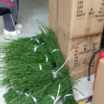 华美7号枝条，欢迎实地考察，快递包邮，数量大可砍价