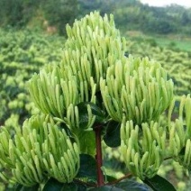 湘蕾金银花嫁接苗（湖南金银花之乡产地）全国包邮