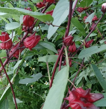 玫瑰茄苗红桃k果苗洛神花苗产地直销