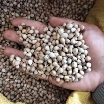 薏米（芦谷）云南、贵州