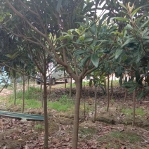 枇杷树（5～15公分）各种规格海量供应