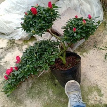 造型杜鹃花玫红樱桃红小桃红多款造型随便挑基地直销