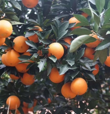 赣南脐橙次果批发寻乌会昌产地