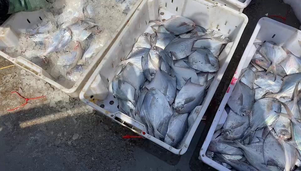 航拍视角:一艘现代化钢壳渔船正在中国东海海域进行带鱼拖网作业,甲板上堆满银光熠熠的新鲜带鱼,鱼体完整、体表湿润泛蓝银光泽;海面波光粼粼,远处可见其他作业渔船与海天分界线,凸显其纯海洋捕捞属性 渔民在东海海域拖网捕捞带鱼的作业场景