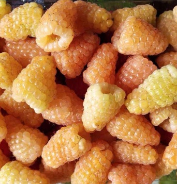 双季秋果黄树莓苗橙色奇迹四季树莓苗黑龙江发货