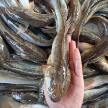 大量出售海念鱼，批发零售