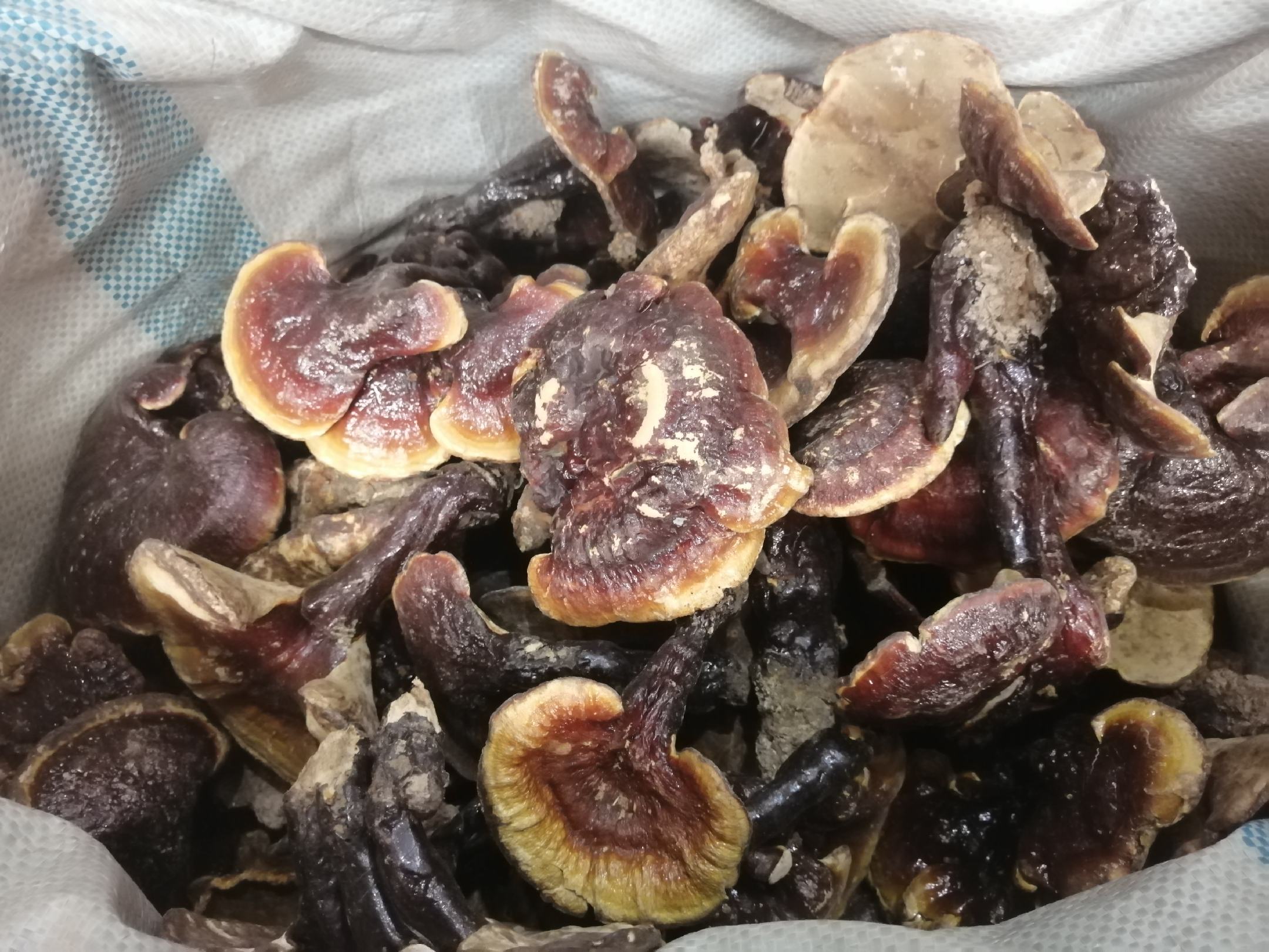 灵芝切片对比图