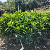 非洲茉莉布袋产地直销