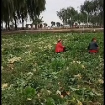 芥菜疙瘩大量上市，装袋，散装，带根带叶大量出货，