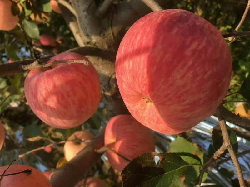 煮熟的苹果成品展示