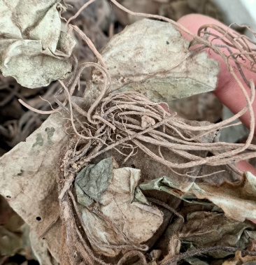 中药材野生新货草药杏香兔耳风朝天一支香500g包