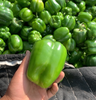 精品现摘绿椒个大色亮