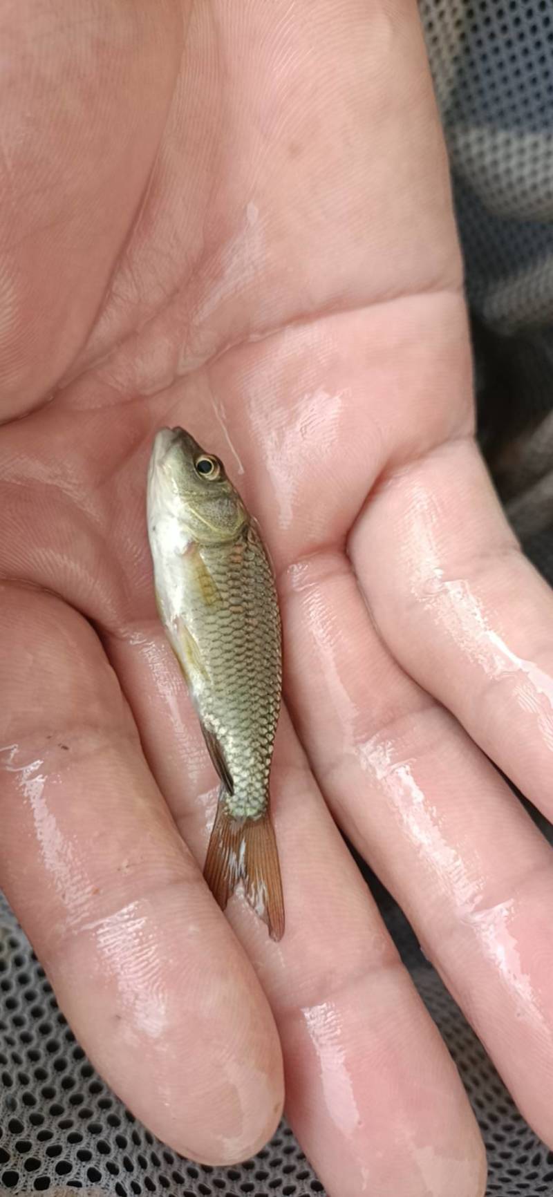 本养殖场出售格种规格优良品种裸鲤苗,价格便宜