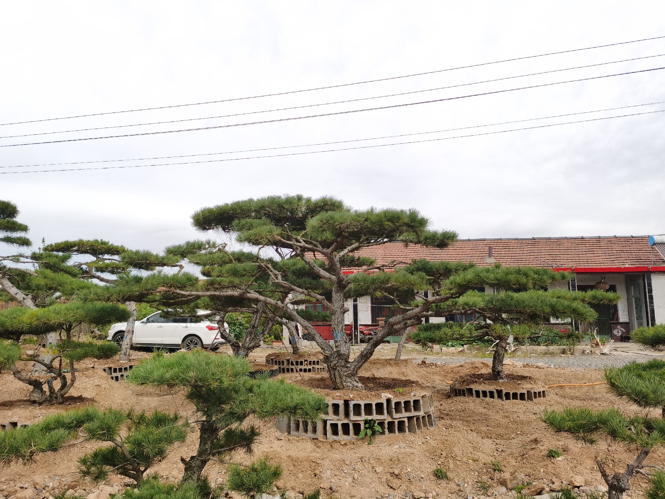 白皮松盆景特写