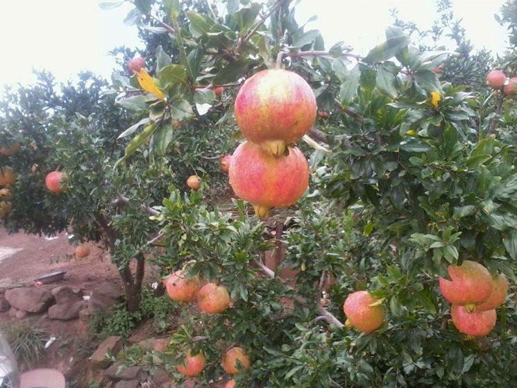 淮南凤台县石榴种植基地实拍图