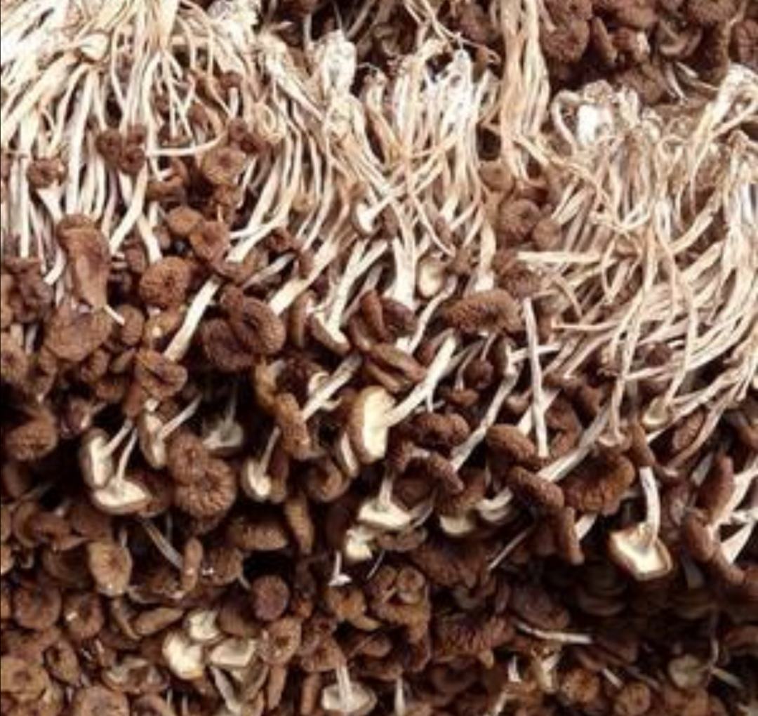 展示鹿鞭膏挑选要点:原料、配料、工艺、品牌 鹿鞭膏挑选指南示意图