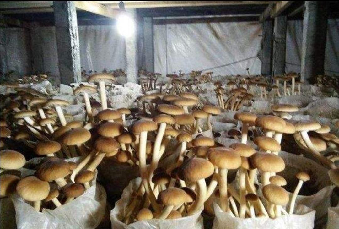 鹿鞭的外观与来源