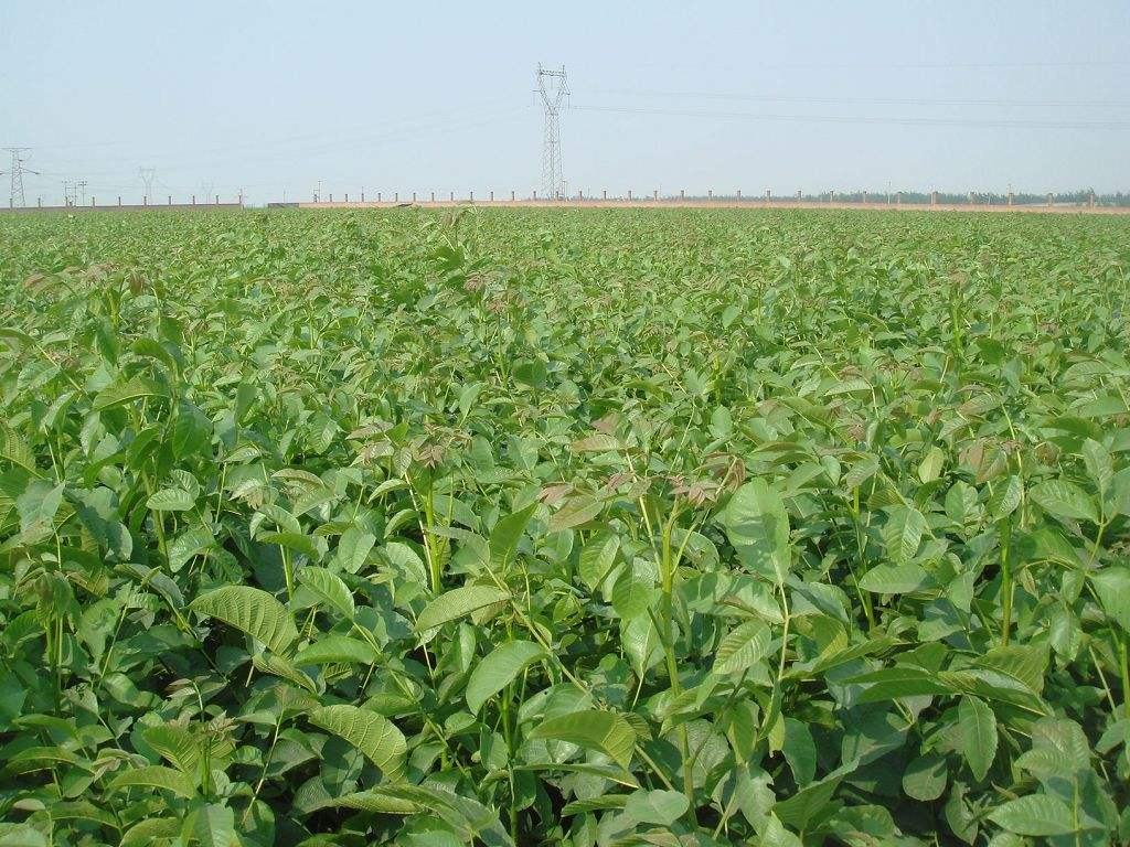 展示新疆阿克苏地区的温185薄皮核桃种植园,成片种植,管理规范 新疆阿克苏温185核桃种植基地