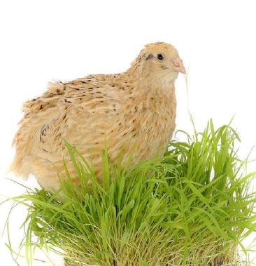 种蛋特殊商品不支持退货特别提示沙维鹌鹑成年7一8两