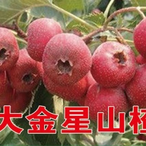 大金星山楂苗基地直销量大优惠保质保量死苗补发