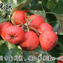大棉球山楂苗基地直销死苗补发量大优惠保质保量