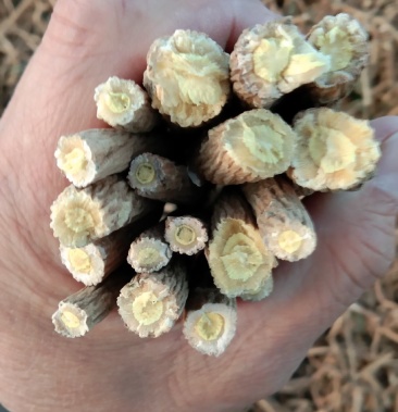 内蒙古无污染无残留菊花心板蓝根