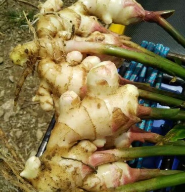 云南产菜姜老姜一级货二级货地头现挖适合电商团购