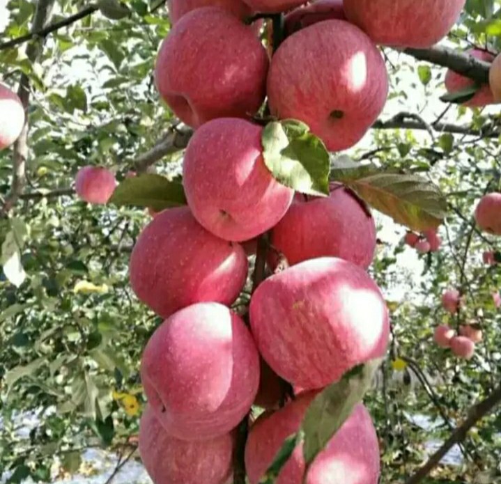 内蒙红杨林果园全景