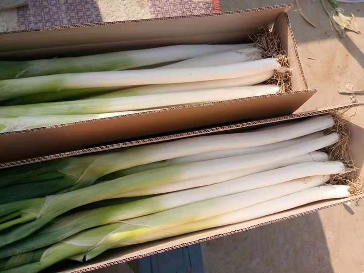 宁夏大葱冷链包装车间