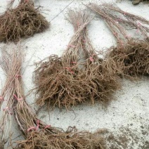 软枣树苗，丹东特产一年苗，2年苗，提供技术支持，投入少，
