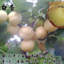 银白杏苗基地直销量大优惠保质保量死苗补发