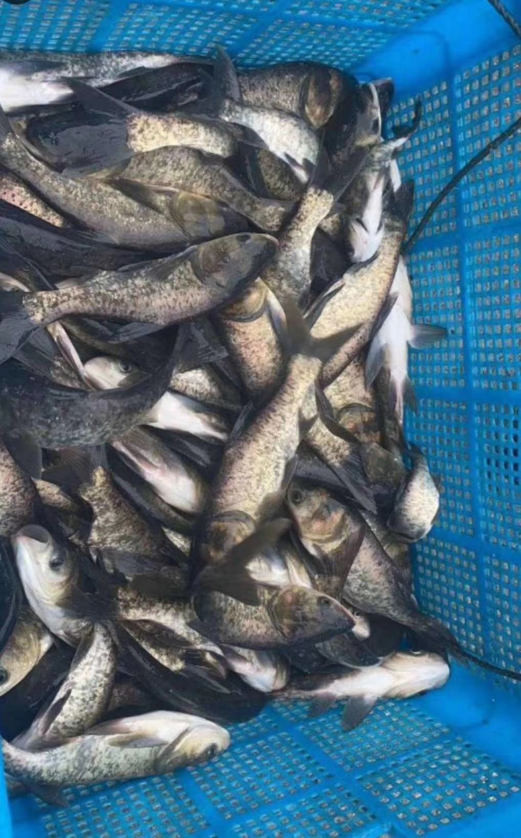 [草鱼苗批发]草鱼寸苗,大量供应,鱼塘现捞,可视频看货欢迎电联价格6.