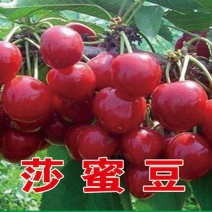 沙蜜豆樱桃苗基地直销品种纯正保质保量死苗补发