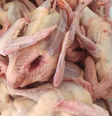 新鲜乳鸽老鸽白条,每天现杀,量大重优,肉质新鲜,可订制